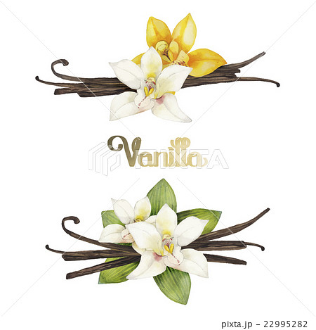 Watercolor vanilla vignettes 22995282