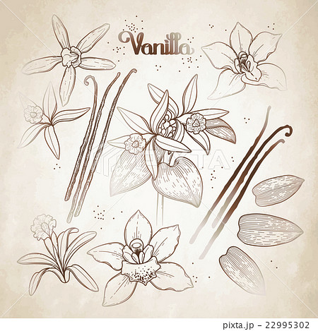 Graphic vanilla flowers 22995302