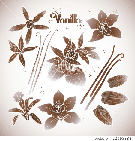 Graphic vanilla flowers 22995332