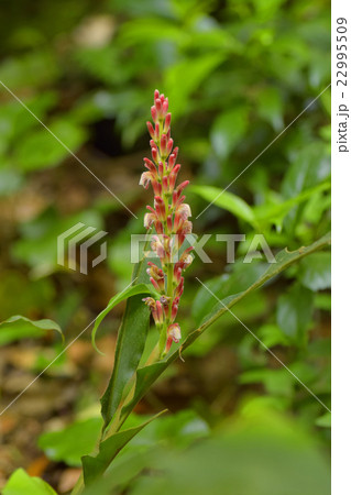 ハナミョウガ 22995509