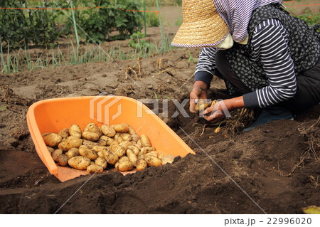 ジャガイモの収穫（メークイン） 22996020
