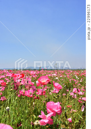 道の駅「笠岡ベイファーム」のポピー畑です。 22996173