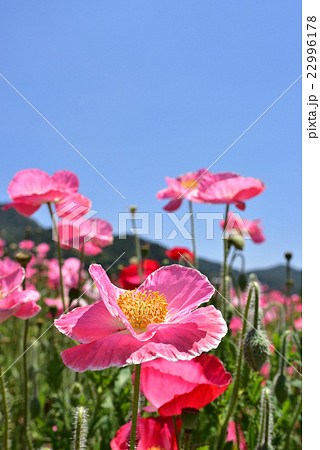 道の駅「笠岡ベイファーム」のポピー畑です。 22996178