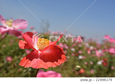 道の駅「笠岡ベイファーム」のポピー畑です。 22996179