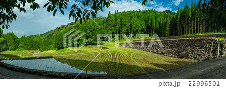 雨上がりの棚田 22996501