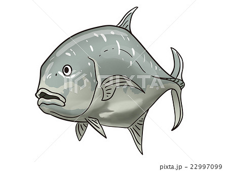魚のイラスト ロウニンアジのイラスト素材 22997099 Pixta