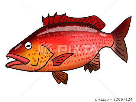 魚のイラスト　バラフエダイ 22997124