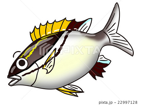 魚のイラスト　フタスジタマガシラ 22997128