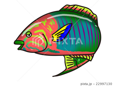 魚のイラスト　ヤマブキベラ 22997130