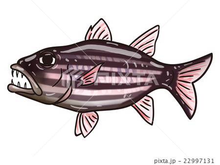 魚のイラスト　ヤライイシモチ 22997131