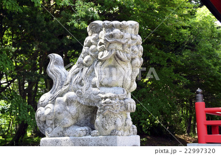 赤城神社の狛犬（吽） 22997320