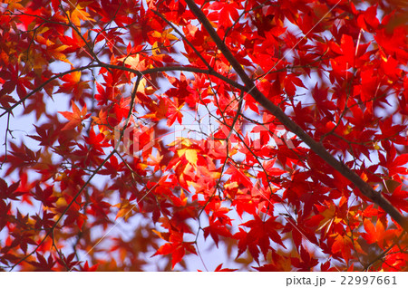 紅葉　もみじ 22997661