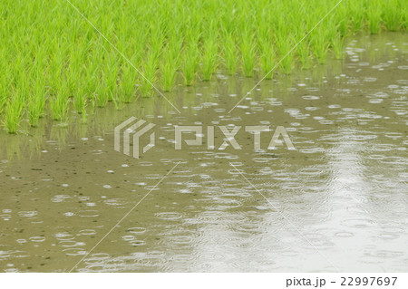 入梅の水田 入梅の水田 22997697