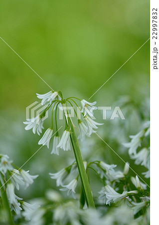 ミツカドネギ ミツカドネギ 22997832