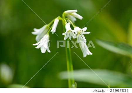 ミツカドネギ 22997835