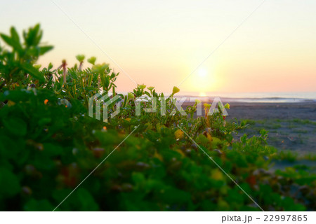 （千葉県/いすみ市/大原海岸）　【6月の海の風景】　夜明けの浜辺に咲くコマツヨイグサ/近景 22997865