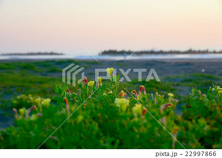 （千葉県/いすみ市/大原海岸）　【6月の海の風景】　夜明けの浜辺に咲くコマツヨイグサ/近景 22997866