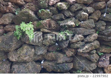 Ferns grow on rock 22997902