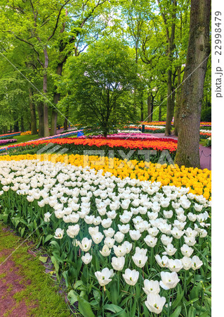 Tulip field in Keukenhof Gardens, Lisse 22998479