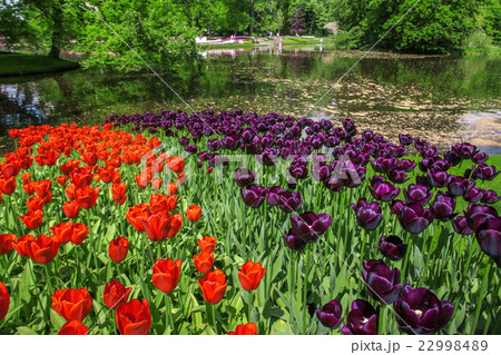Tulip field in Keukenhof Gardens, Lisse 22998489