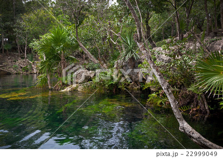 Cenote with pure water, Mexico 22999049