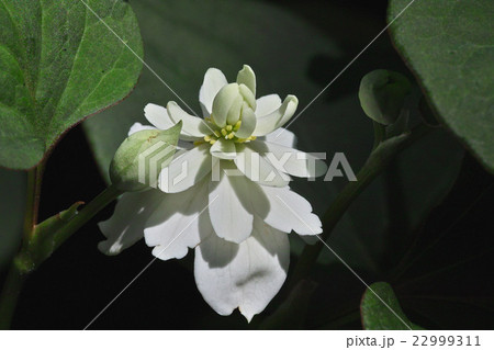 ヤエドクダミ 22999311