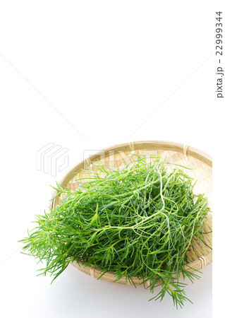 おかひじき4 22999344