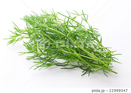 おかひじき7 22999347