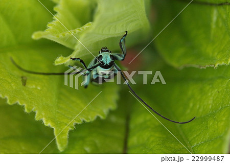 生き物　昆虫　ラミーカミキリ、正面から見るとかなりの丸顔でです 22999487