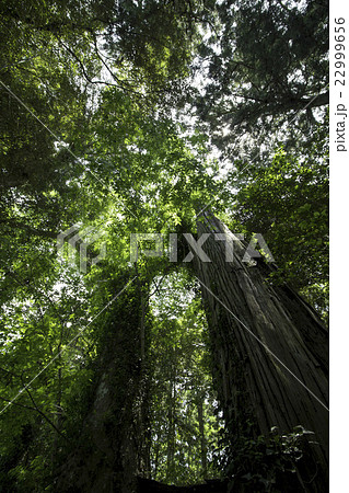 森の木々と木漏れ日の写真素材