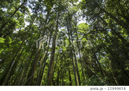 森の木々と木漏れ日 22999658