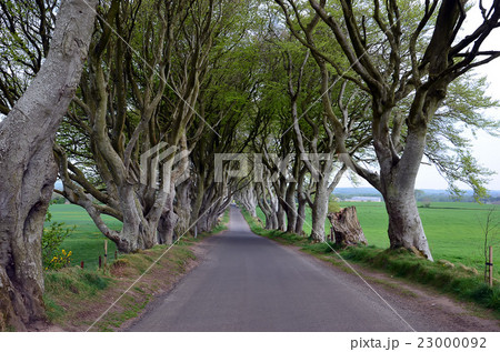dark Hedges stretch of road beech trees dark Hedges stretch of road beech trees 23000092