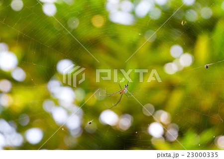 Black and Yellow Argiope spider on web 23000335