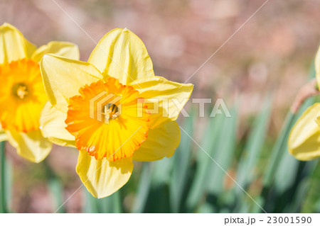 Beautiful (geum aleppicum jacq) yellow flower Beautiful (geum aleppicum jacq) yellow flower 23001590