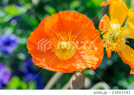 Close up of a orange Iceland poppy Close up of a orange Iceland poppy 23001591