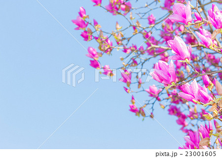 Beautiful pink flower with blue sky (Pink Haze) 23001605