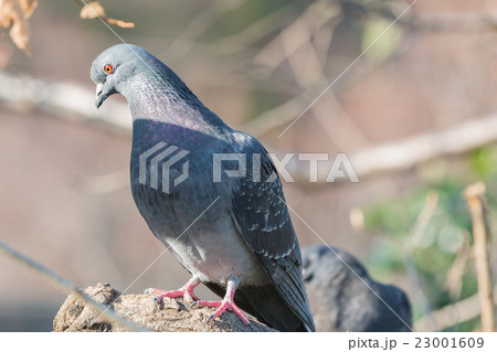 Feral pigeon (Columba livia domestica) 23001609