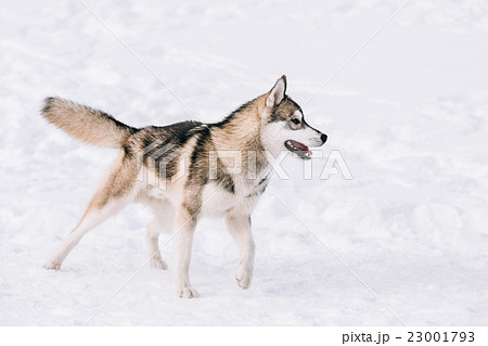 Young Husky Dog Play Outdoor In Snow, Winter 23001793