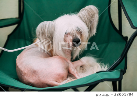 Young White Chinese Crested Dog Sit In Chair 23001794