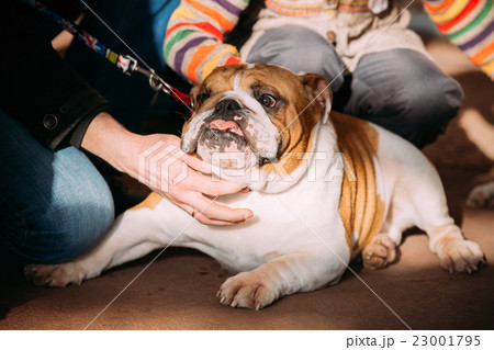 People stroking Young English Bulldog Dog People stroking Young English Bulldog Dog 23001795