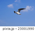 青空を飛ぶカモメ 23001990