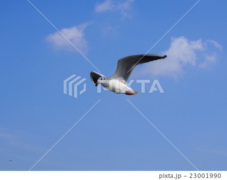 青空を飛ぶカモメ 23001990