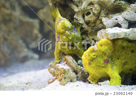 striped frogfish (antennarius striatus) striped frogfish (antennarius striatus) 23002140