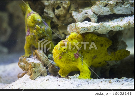 striped frogfish (antennarius striatus) 23002141