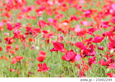 ポピーの花 23002294
