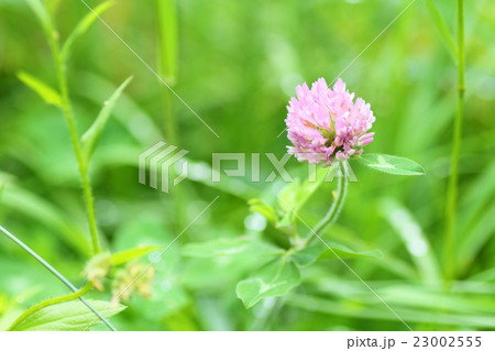 桃色クローバーの花 桃色クローバーの花 23002555