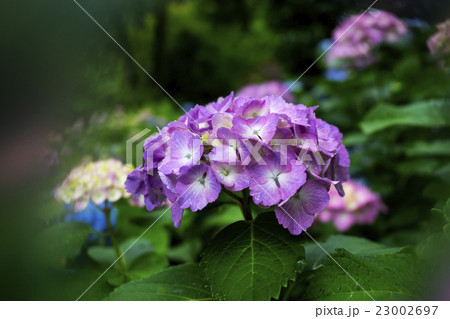 紫陽花 23002697