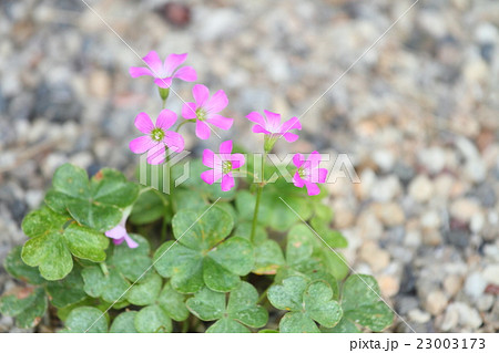 ムラサキカタバミの花 23003173