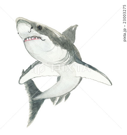 鮫 サメのイラスト素材 23003275 Pixta