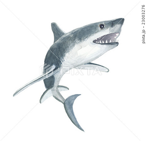 鮫 サメのイラスト素材 23003276 Pixta